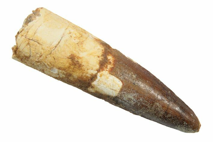 Fossil Spinosaurus Tooth - Real Dinosaur Tootth #246866
